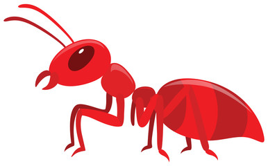 Red ant on white background