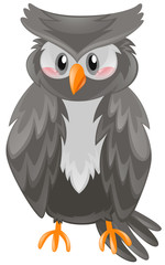 Owl with black feather