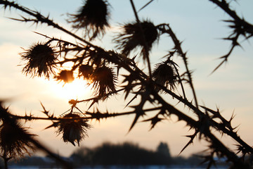Burdock shadow silhouette full of thorn on dusk sunset backgroun