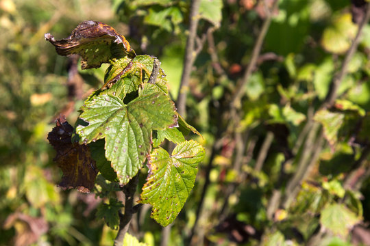 Close-up on the ugly raspberry leaves
