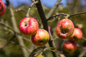 Organic ugly apples growing on a tree