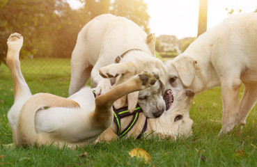 Hunde Welpen spielen miteinander und beißen sich