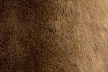 animal fur texture for background