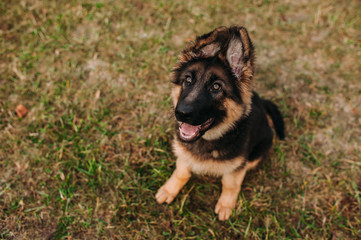 German shepherd puppy