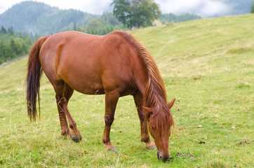 Obraz premium Brown horse grazing on a pasture in a mountain meadow.