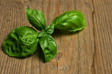 Fresh organic basil on rustic wooden background 