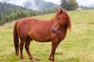 Fototapeta premium Brown horse grazing on a pasture in a mountain meadow.