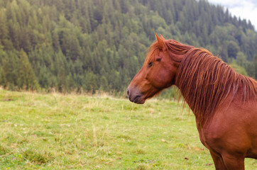 Fototapeta premium Brown horse grazing on a pasture in a mountain meadow.