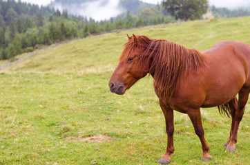 Brown horse grazing on a pasture in a mountain meadow.
