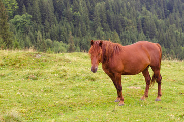 Naklejka na ściany i meble Brown horse grazing on a pasture in a mountain meadow.