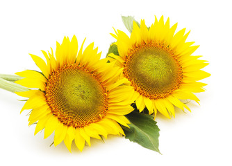 Obraz premium Flowers sunflowers.