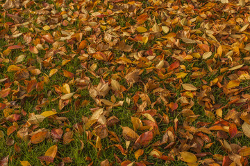 Autumn leaves covering ground