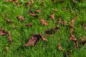 Fototapeta premium Verwelkte Blätter im Gras 