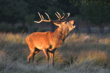 Roaring male stag deer at sunset