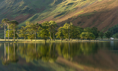 Obraz premium Trees at Buttermere in the English Lake District on a beautiful Autumn morning.
