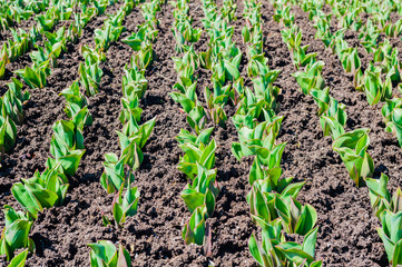 Rows of tulip stems growing in fresh dirt.
