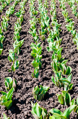 Rows of tulip stems growing in fresh dirt.