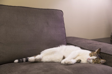 lazy cat sleeping in funny position on the couch