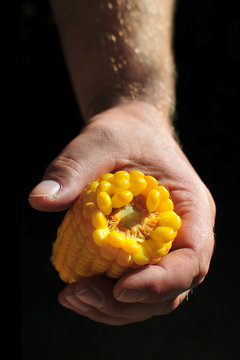 Boiled corn in hand. Concept of healthy eating