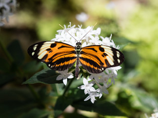 Fototapeta na wymiar Butterfly Longwing, Isabella's (Eueides isabella) on white blossom