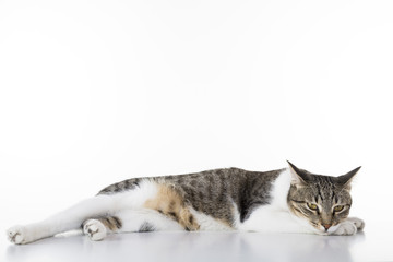 lazy cat sleepy on white table