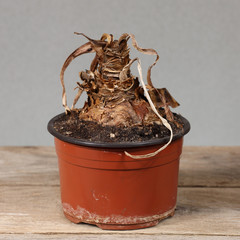 Dry flower remains in brown pot on rough wooden table - Amaryllis in winter hibernation