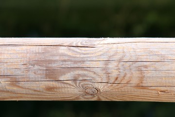 Trunk isolated with veining