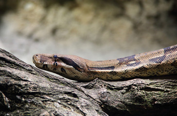 Boa Constrictor