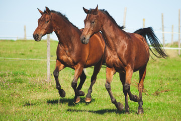 Obraz premium A Horse life