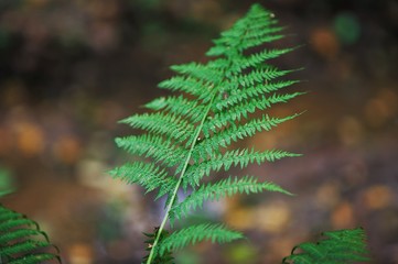 Herbaceous fern in autumn forest closeup on blurred background.