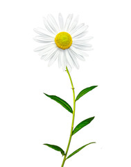 daisies summer  flower isolated on white background