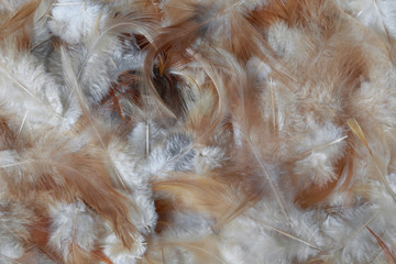 Bird feather brown background texture