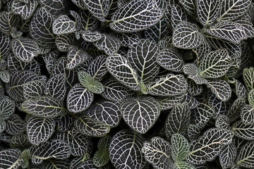 Naklejka na ściany i meble Nerve plant (Fittonia verschaffeltii) leaves - dark green with white ornament - natural floral background