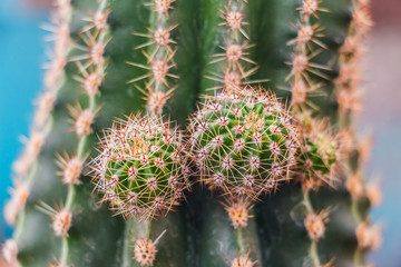 Small cactus sprouts 2