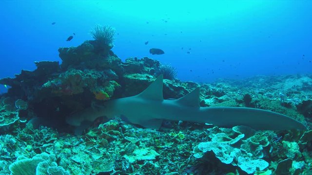 Nurse shark on a coral reef. Ginglymostomatidae - Nebrius ferrugineus, 4k footage
