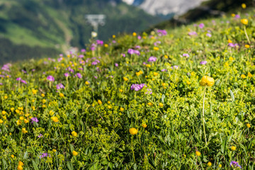 Campo di fiori di montagna