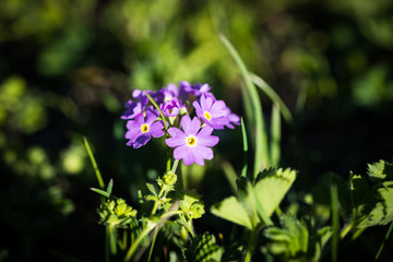 Fiori di montagna