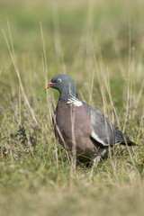 Common Wood Pigeon, Wood Pigeon, Columba palumbus