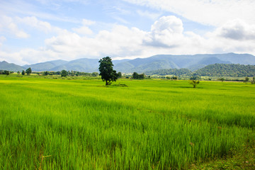 Obraz premium corn harvest on farmland in thailand