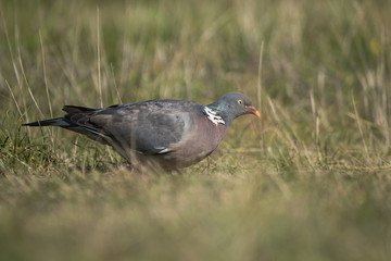 Common Wood Pigeon, Wood Pigeon, Columba palumbus