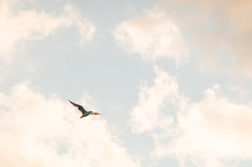 seagull flying