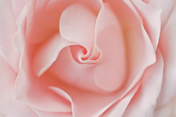 Panele Szklane  miękki kwiat róży zbliżenie