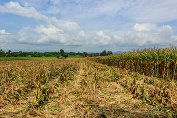 Obraz premium corn harvest on farmland in thailand