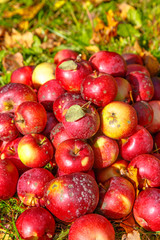 Obraz na płótnie Canvas Ripe organic red apples lying in the grass.