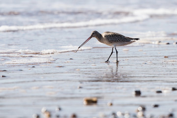Bar-tailed Godwit, Limosa lapponica