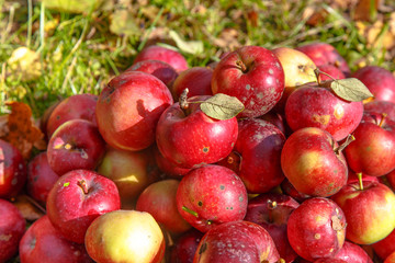 Ripe organic red apples lying in the grass.