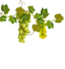 The branch of grapes isolated on white background.