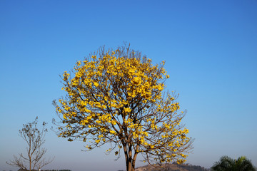 Fototapeta premium Ipê amarelo florido no interior do Brasil