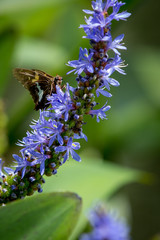 Silver-spotted Skipper on Pickerelweed