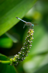 Widow Skimmer on Pickerelweed